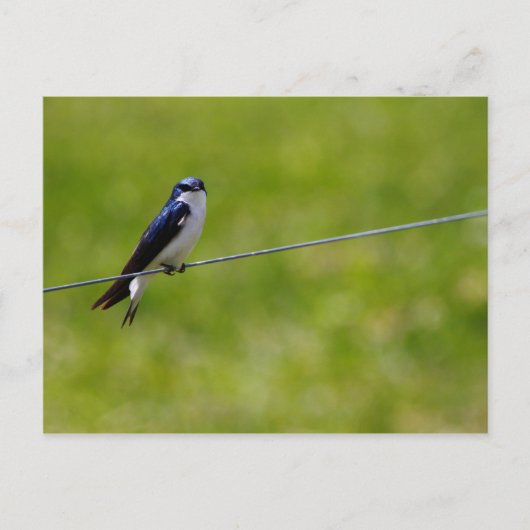 Baumschluckvogel (Tachycineta bicolor) Postkarte (Vorderseite)