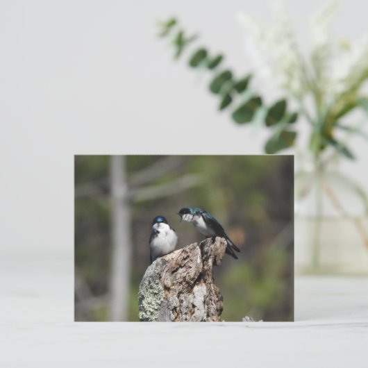 Baumschwalzen Gelieren Postkarte (Stehend Vorderseite)