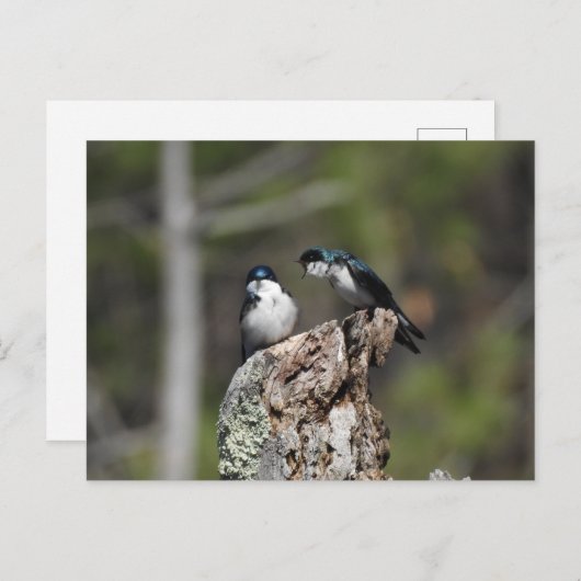 Baumschwalzen Gelieren Postkarte (Vorne/Hinten)
