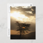 Baumsonnenuntergang Postkarte (Vorne/Hinten)