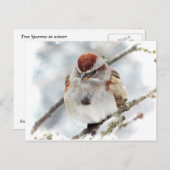Baumsparrow im Winter Postkarte (Vorne/Hinten)