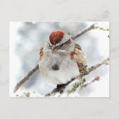 Baumsparrow im Winter Postkarte (Vorderseite)