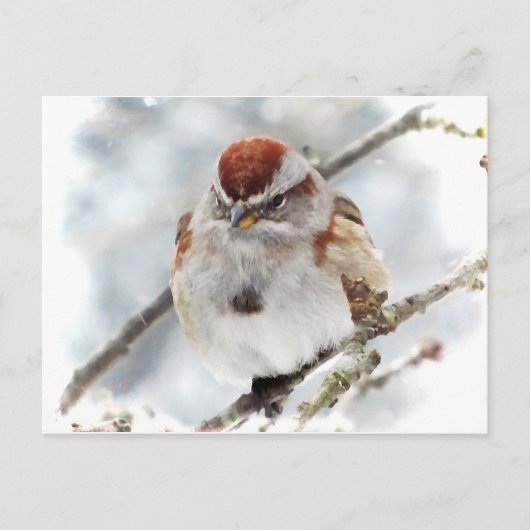 Baumsparrow im Winter Postkarte (Vorderseite)