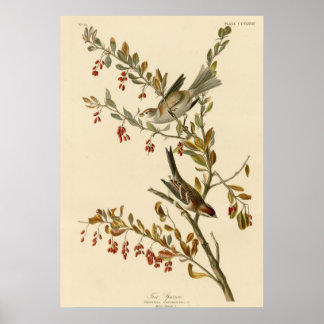 Baumsparrow Poster