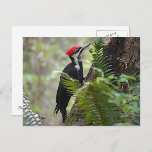 Baumspecht Postkarte (Vorne/Hinten)