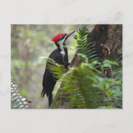 Baumspecht Postkarte