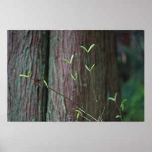 Baumsprossen und grüne Frühlingssprossen Poster