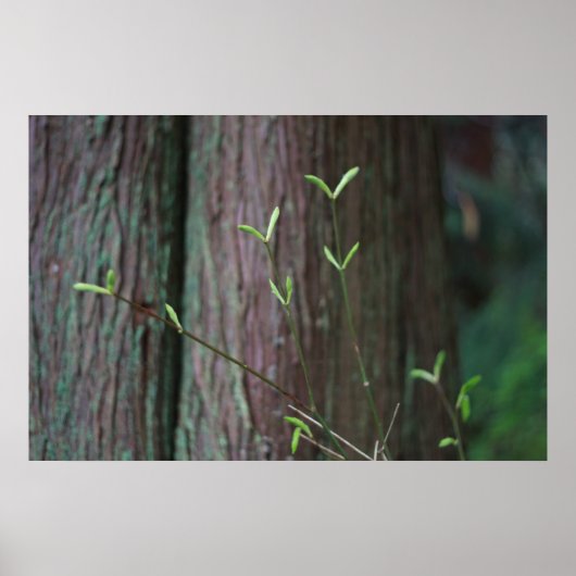 Baumsprossen und grüne Frühlingssprossen Poster (Vorne)