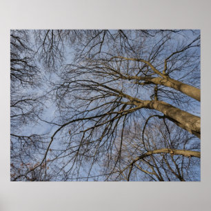 Baumstamm-Design/Baummuster Pioineer Park, WA Poster