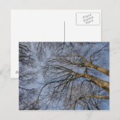 Baumstamm-Design/Baummuster Pioineer Park, WA Postkarte (Vorne/Hinten)