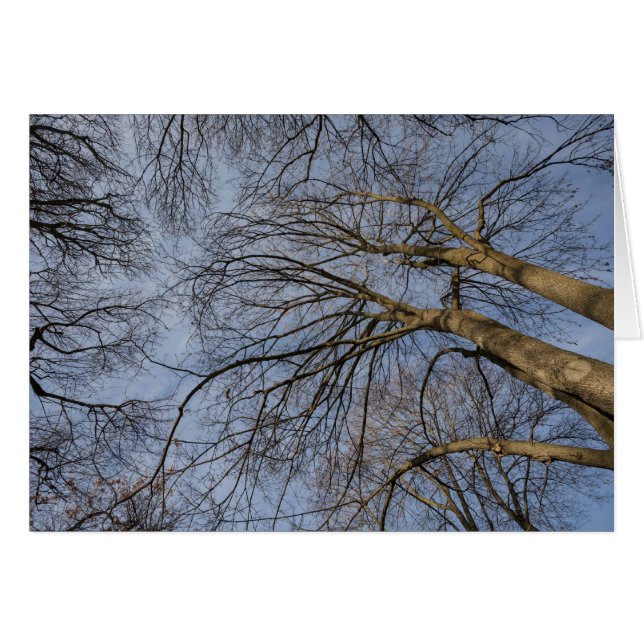 Baumstamm-Design/Muster. Pioineer Park, WA (Vorderseite (Horizontal))
