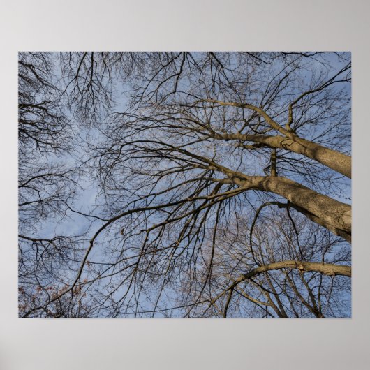 Baumstamm-Design/Muster. Pioineer Park, WA Poster (Vorne)
