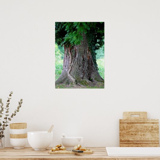 Baumstamm einer Esche, alter Baum mit Blätter, Poster (Küche)