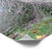 Baumstamm einer Esche, alter Baum mit Blätter, Poster (Ecke)