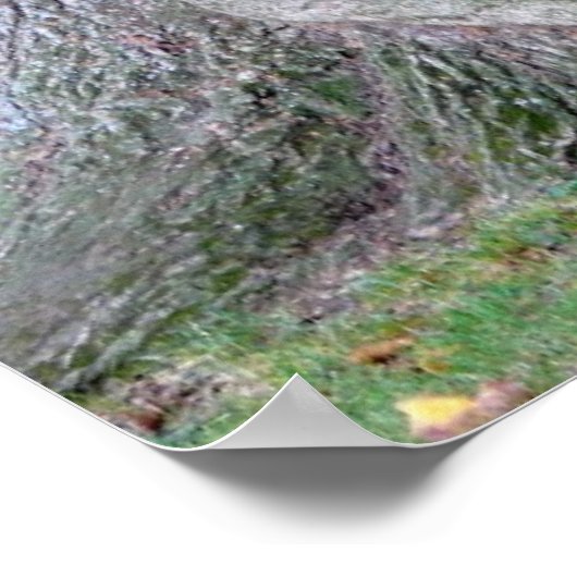 Baumstamm einer Esche, alter Baum mit Blätter, Poster (Ecke)