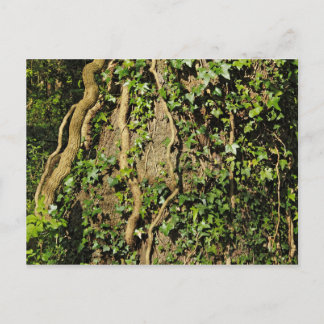 Baumstamm mit Ivy. Blackweir Woods, Cardiff Postkarte