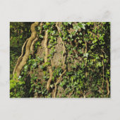 Baumstamm mit Ivy. Blackweir Woods, Cardiff Postkarte (Vorderseite)