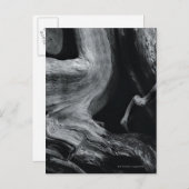 Baumstamm Postkarte (Vorne/Hinten)