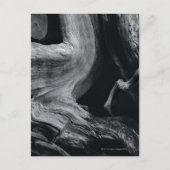 Baumstamm Postkarte (Vorderseite)