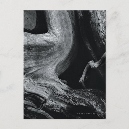 Baumstamm Postkarte (Vorderseite)