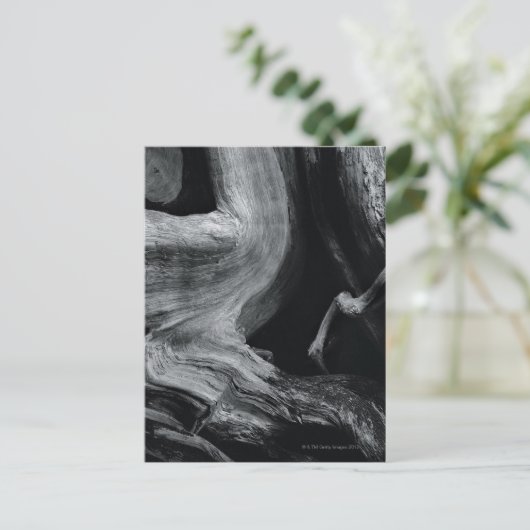 Baumstamm Postkarte (Stehend Vorderseite)