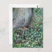 Baumstamm und Efeu im Wald Postkarte (Vorne/Hinten)