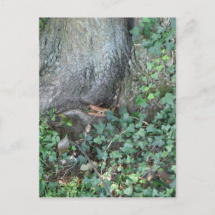 Baumstamm und Efeu im Wald Postkarte