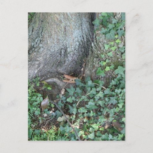 Baumstamm und Efeu im Wald Postkarte (Vorderseite)