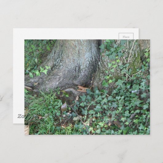 Baumstamm und Efeu im Wald Postkarte (Vorne/Hinten)