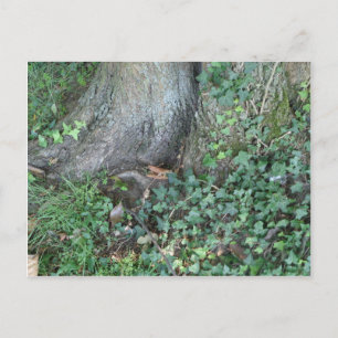 Baumstamm und Efeu im Wald Postkarte