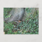 Baumstamm und Efeu im Wald Postkarte (Vorderseite)