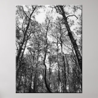 Baumstämme (b/w) poster