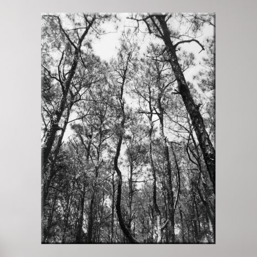Baumstämme (b/w) poster (Vorne)