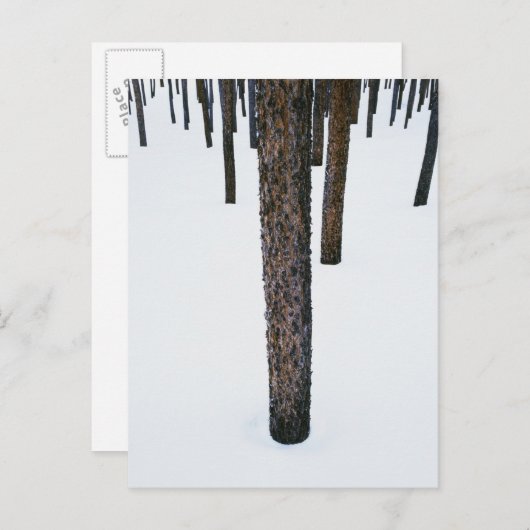 Baumstämme im Schnee Postkarte (Vorne/Hinten)