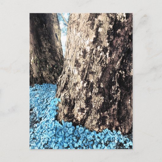 Baumstämme Postkarte (Vorderseite)