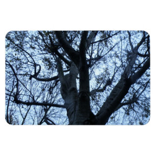 Baumstruktur Silhouette Foto Premium Magnet