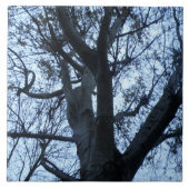 Baumstruktur Silhouette Fotograf Tile Fliese (Vorderseite)