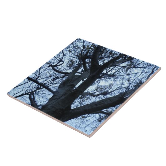 Baumstruktur Silhouette Fotograf Tile Fliese (Seite)