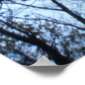 Baumstruktur Silhouette Fotografie drucken Poster (Ecke)