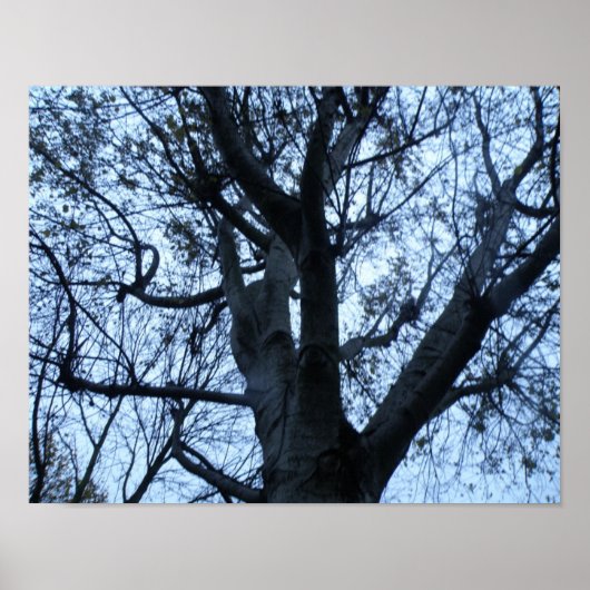 Baumstruktur Silhouette Fotografie drucken Poster (Vorne)