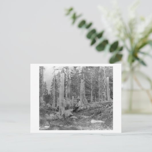 Baumstumpf durch Donner-Party abgeschnitten Einladungspostkarte (Stehend Vorderseite)