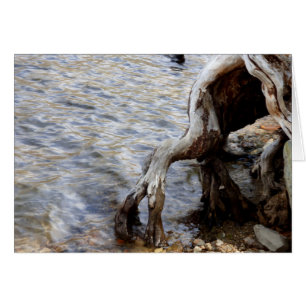 Baumstumpf im See, Mammoth Seen CA, Blank Inside