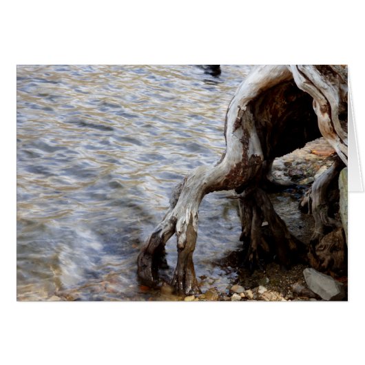 Baumstumpf im See, Mammoth Seen CA, Blank Inside (Vorderseite (Horizontal))