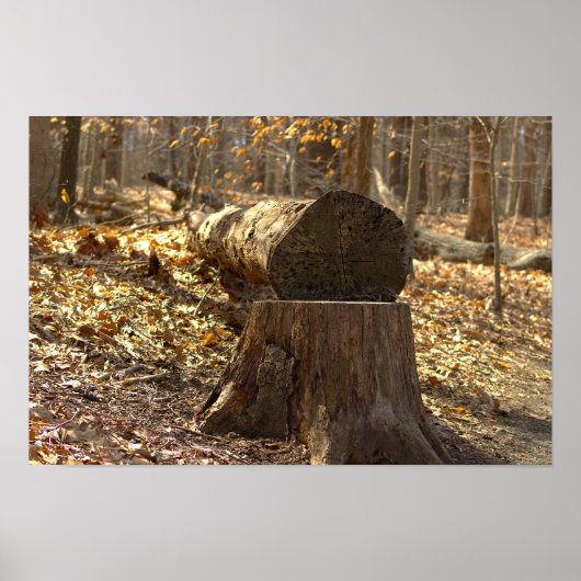 Baumstumpf im Wald Poster (Vorne)