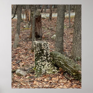 Baumstumpf im Wald Poster