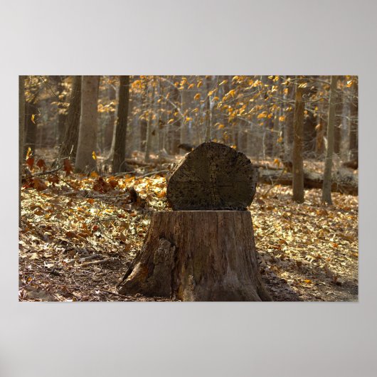 Baumstumpf im Wald Poster (Vorne)