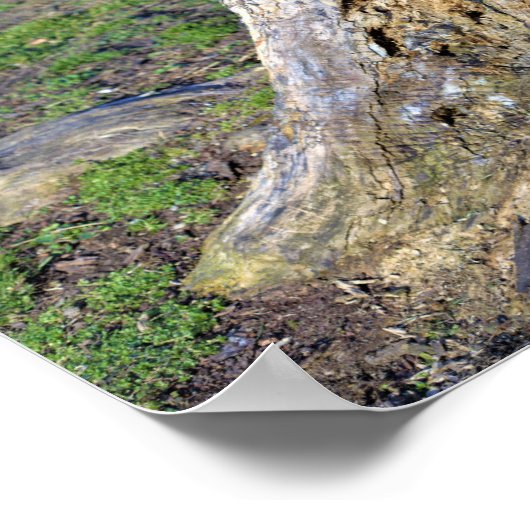 Baumstumpf-Poster Poster (Ecke)