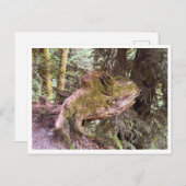 Baumstumpf Postkarte (Vorne/Hinten)