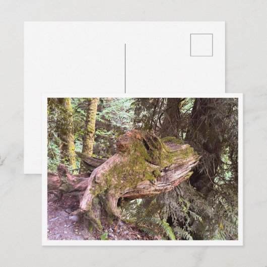 Baumstumpf Postkarte (Vorne/Hinten)