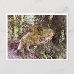 Baumstumpf Postkarte